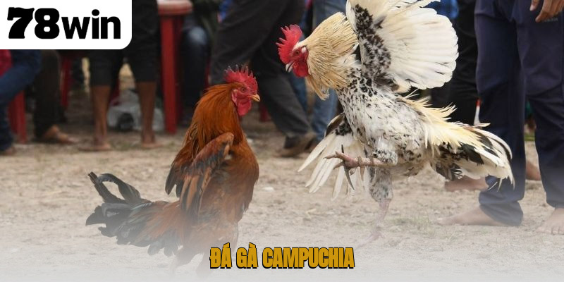 Đá gà Campuchia